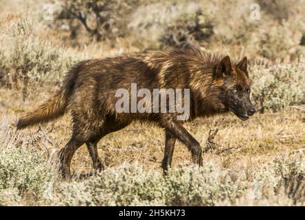 Porträt eines Wolfes (Canis lupus) mit braunem und braunem Fell, der im Yellowston entlang der Weiden und der Sagebürste (Artemisia tridentata) geht... Stockfoto