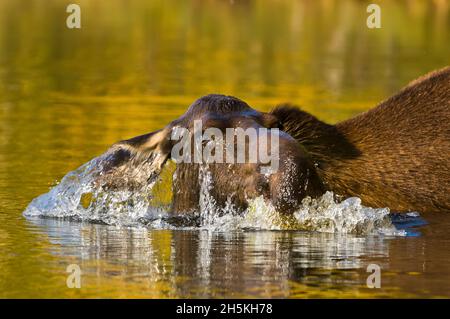 Nahaufnahme eines Elches (Alces alces) bei Sonnenuntergang, Spritzwasser und Eintauchen in einen Teich, um Wasserpflanzen am Boden zu sammeln Stockfoto