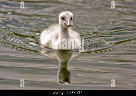 Ein Cygnet-Trompeter-Schwan (Cygnus-Bukinator) schwimmt im Yellowstone-Nationalpark in Richtung Kamera; Vereinigte Staaten von Amerika Stockfoto