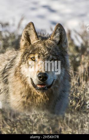 Nahaufnahme des grauen Wolfes (Canis lupus) im Sageburst (Artemisia tridentata) im Sonnenlicht des Yellowstone National Park Stockfoto