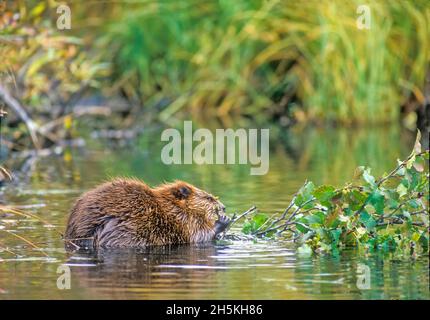 Blick von hinten auf einen Biber (Castor canadensis), der im Yellowstone National Park auf einem Ast aus grauer Erle (Alnus incana) im Wasser kaut... Stockfoto