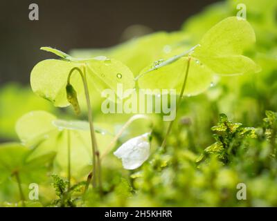 Wassertropfen auf Holzschnitzelblätter im Wald Stockfoto