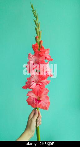 Rosa Gladiolus auf türkisfarbenem Wandhintergrund Stockfoto