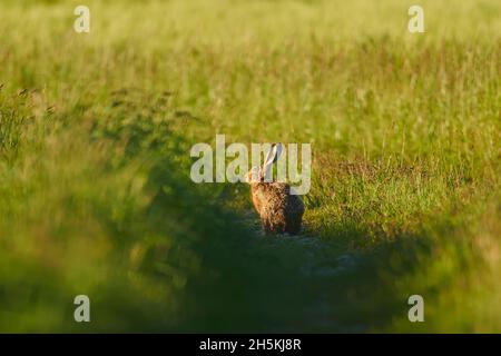 Europäischer Hase (Lepus europaeus) auf dem Feld sitzend; Bayern, Deutschland Stockfoto