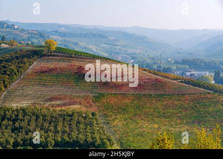 Im Herbst dominiert ein gelber Baum die Spitze eines Hügels, der mit Weinbergen und Haselnusshainen bepflanzt ist Stockfoto