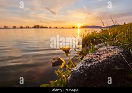 Lötenzahn (Taraxacum sect. Ruderalia) bei Sonnenuntergang über dem Fluss Danubia, der Oberpfalz, dem Bayerischen Wald; Bayern, Deutschland Stockfoto