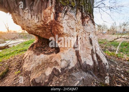 Riss Weide oder brüchige Weide (Salix fragilis) Baum, gebissen von einem eurasischen Biber (Castor Faser); Bayern, Deutschland Stockfoto