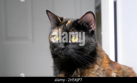 Eine Nahaufnahme auf dem Kopf einer Katze Stockfoto