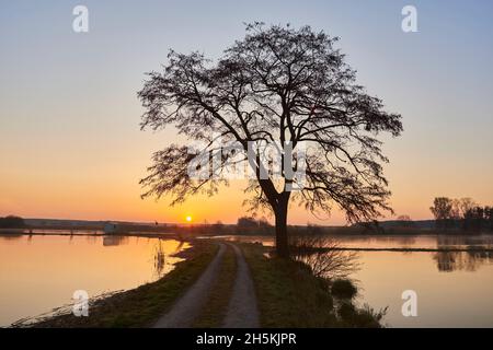 Gemeine Erle oder Europäische Schwarzerle (Alnus glutinosa) Baum neben einem Pfad bei Sonnenaufgang; Bayern, Deutschland Stockfoto