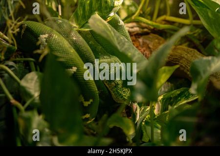 Foto einer Smaragdboa (Corallus caninus), die in der Vegetation gewellt und getarnt ist Stockfoto