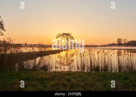 Gemeine Erle oder Europäische Schwarzerle (Alnus glutinosa) Baum neben einem Pfad bei Sonnenaufgang; Bayern, Deutschland Stockfoto