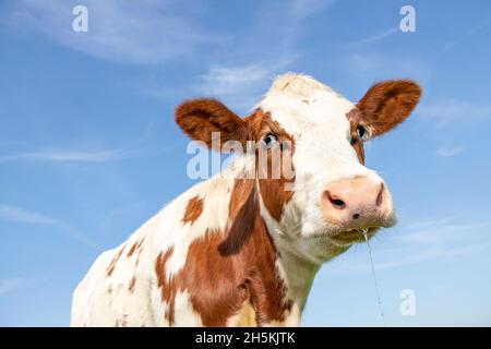 Kuh sabbern albern, rosa Nase und freundlich und ruhigen Ausdruck, liebenswert niedlich suchen traurig Stockfoto