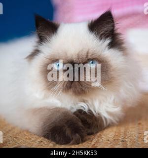 Ahnentafel Himalayan Kätzchen Stockfoto