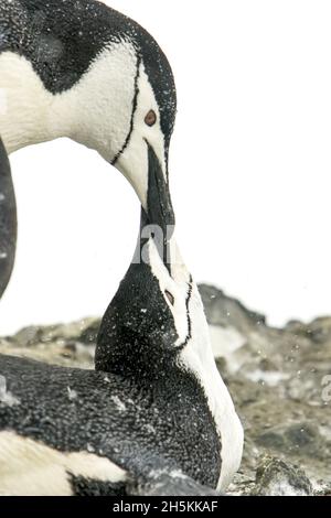 Ein Paar Kinnriemen-Pinguine, Pygoscelis antarctica, Paarung. Stockfoto