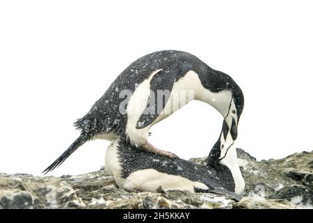 Ein Paar Kinnriemen-Pinguine, Pygoscelis antarctica, Paarung. Stockfoto