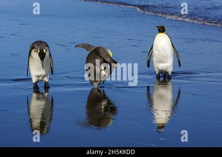 Königspinguine, Aptenodytes patagonica und Reflexionen am Wasserrand Stockfoto