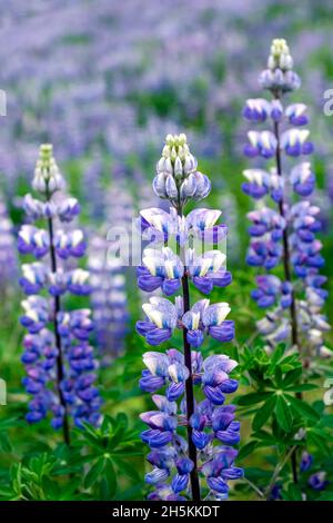 Sommer-Wilflowers in den hohen Norden, Nootka Lupine (Lupinus Nootkatensis). Stockfoto