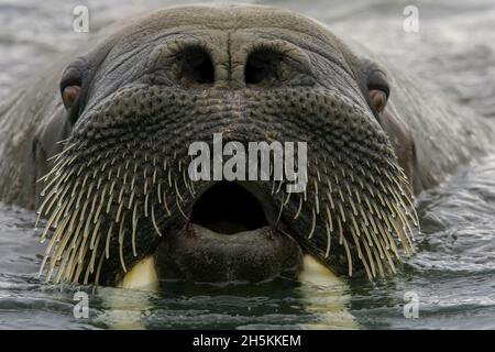 Ein Blick auf einen atlantischen Walross. Stockfoto