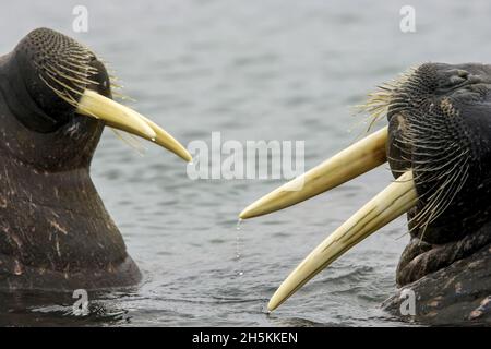 Atlantischer Walrosse Sparring. Stockfoto