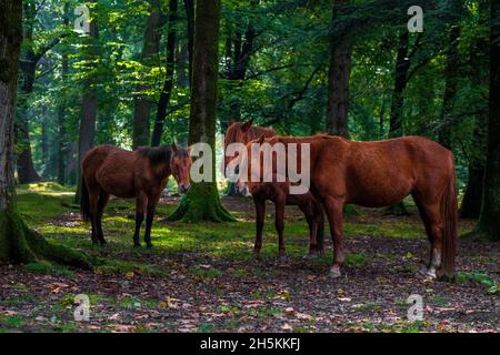 Ponies-Equus ferus caballus streift im New Forest National Park, Hampshire, England, Großbritannien Stockfoto