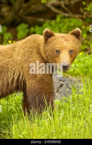 Porträt von Braunbär grasige Ufer in der Nähe. Stockfoto