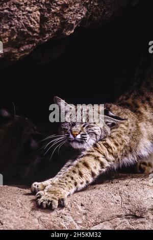 Eine Bobcat, die sich dehnt. Stockfoto