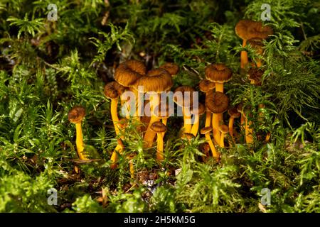 Craterellus lutescens, eine Gruppe essbarer gelber Fuss, wachsen in einem wunderschönen Herbstlicht auf moosem Waldboden. Stockfoto