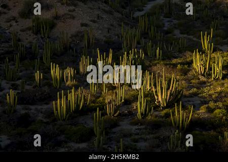 Kaktus im Abendlicht. Stockfoto