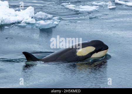 Ein Killer-Wal schwimmt im Packeis. Stockfoto