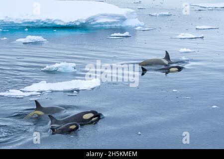 Eine Herde von Schwertwalen schwimmt im Packeis. Stockfoto