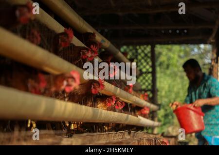 Narayanganj, Bangladesch. November 2021. Ein Arbeiter gibt die Hühnernahrung auf einer Geflügelfarm in Narayanganj.das Wirtschaftssystem von Bangladesch ist hauptsächlich von der Landwirtschaft und der landwirtschaftlichen Produktion abhängig wie Geflügelfarmen ist die Geflügelzucht ein sehr profitables Geschäft für Einzelpersonen und Unternehmer. Kredit: SOPA Images Limited/Alamy Live Nachrichten Stockfoto