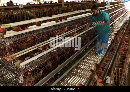 Narayanganj, Bangladesch. November 2021. Ein Arbeiter sammelt Eier für den Verkauf auf einer Geflügelfarm in Narayanganj.das Wirtschaftssystem von Bangladesch ist hauptsächlich von der Landwirtschaft und der landwirtschaftlichen Produktion abhängig wie Geflügelfarmen ist Geflügelzucht ein sehr profitables Geschäft für Einzelpersonen und Unternehmer. Kredit: SOPA Images Limited/Alamy Live Nachrichten Stockfoto