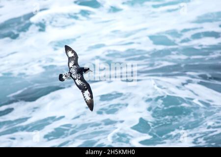 Ein Kap-Sturmvogel fliegt über den Ozean. Stockfoto