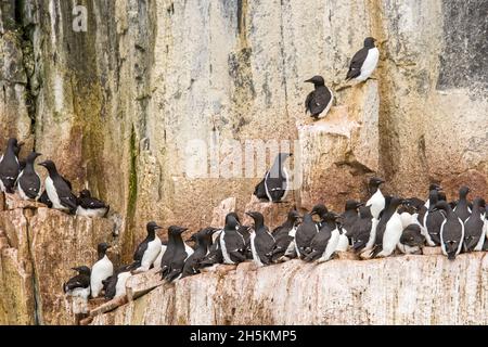 Dick-billed wärmeren auf einem felsigen Rookery. Stockfoto