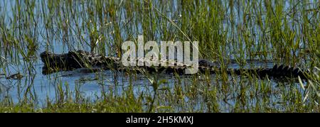 Nilkrokodil schwimmt durch Schilf in den Gewässern des Okavango-Deltas. Stockfoto