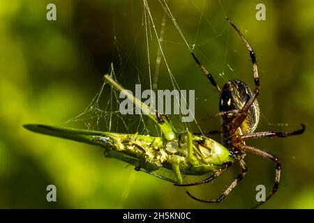 Eine Galapagos-Zick-Zack-Spinne frisst ein Insekt gefangen im Netz. Stockfoto