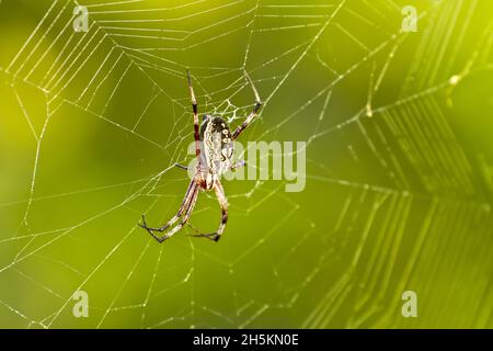 Galapagos-Zick-Zack-Spinne im Netz. Stockfoto