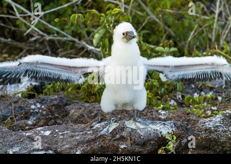 Nazca-Tölpel breitet seine Flügel. Stockfoto