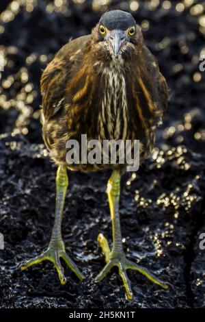 Porträt einer gekerbten Reiher auf Felsen steht. Stockfoto