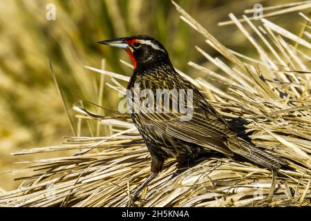 Seite Porträt einer militärischen Starling. Stockfoto