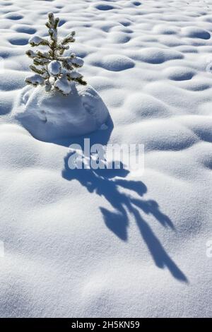 Eine kleine Drehkiefern im Schnee. Stockfoto