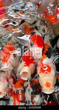 Ein vertikales Foto von Koi-Fischen Stockfoto