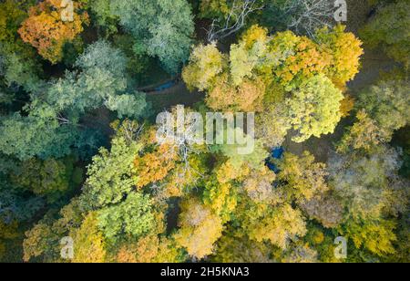 Luftaufnahme von oben nach unten des Herbstwaldes mit grünen und gelben Bäumen. Gemischter Laub- und Nadelwald. Stockfoto