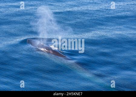 Blick auf ein Finnwal stieg auf der Oberfläche des Ozeans zu atmen. Stockfoto