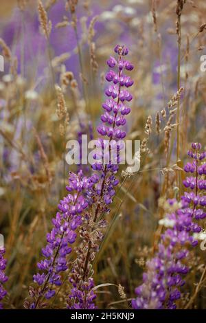Violette Lupinen Blüten blühen auf dem Feld. Stockfoto