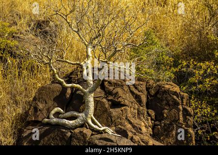 Ein Boab Baum (Andansonia Gregorii) in der Nähe von Porosus Creek in der Kimberley Region Nordwesten Australiens. Stockfoto