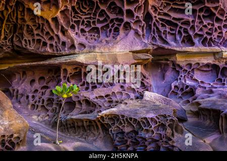 Wabe Verwitterung auf Felsen in der Koolama Bay in der Kimberley Region Nordwesten Australiens. Stockfoto