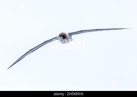 Ein leichter Albatros im Flug auf den südlichen Shetlandinseln, Antarktis. Stockfoto