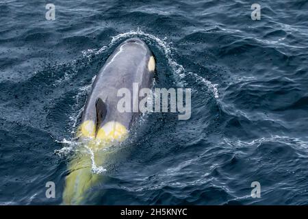 Ein weiblicher Killerwal in der Nähe von Cuverville Island im südlichen Ozean, Antarktis. Stockfoto