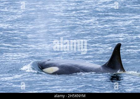 Ein männlicher Killerwal in der Nähe von Cuverville Island im südlichen Ozean, Antarktis. Stockfoto